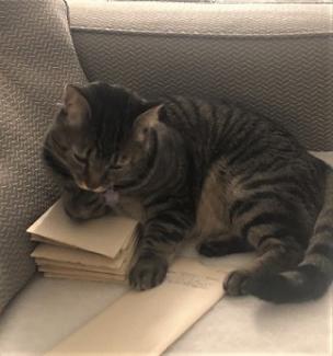 Kelley's "coworker"/cat, Fergus