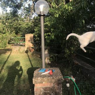 Melba, a cat, jumping out of the scene