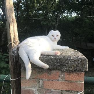 Kelli's cat, Melba