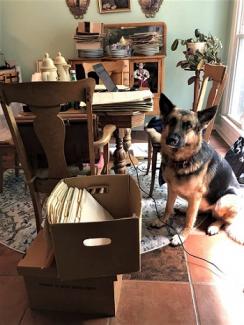Ken's "coworker"/dog, Sonja, guarding the records