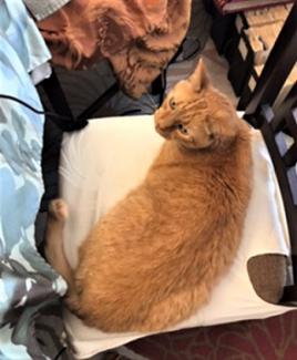 Sarah's "coworker"/cat, Dude, stealing my seat