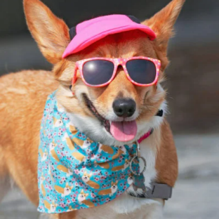 Corgi in sunglasses, bandanna, and hat