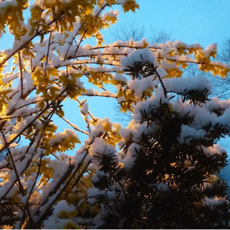 Snow covered trees